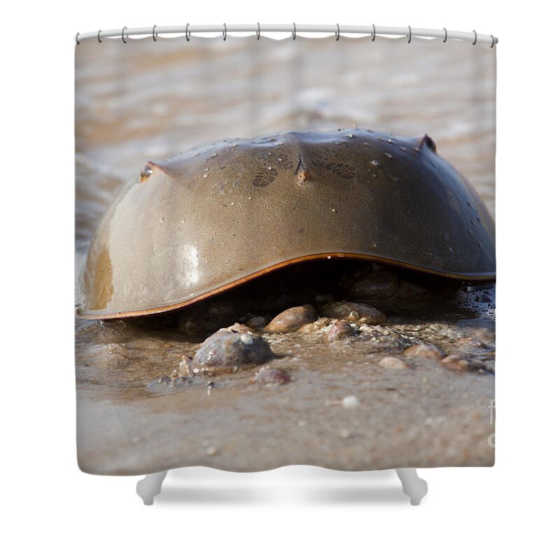 Horseshoe Crab Shower Curtain featuring the photograph Horseshoe Crab - Limulus polyphemus #2 by Anthony Totah