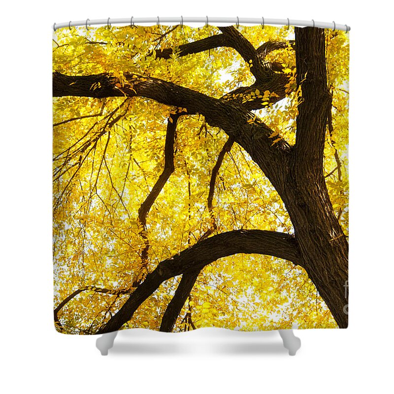 Yellow Shower Curtain featuring the photograph Nature's Canopy by Patty Colabuono