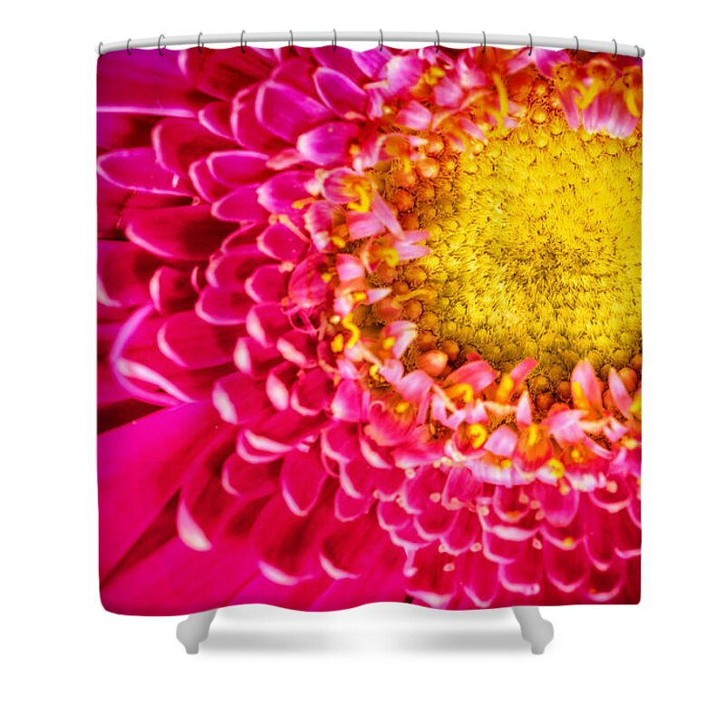 Abstract Shower Curtain featuring the photograph Macro Close-up of a Pink Chrysanthemum Flower #2 by John Williams