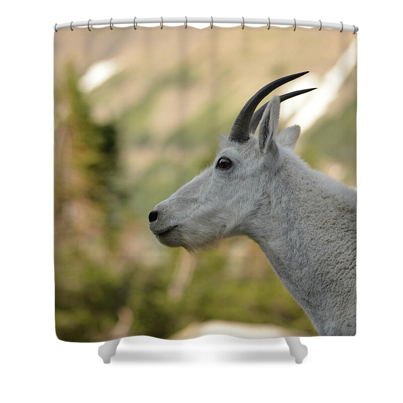 Mammal. Animal Shower Curtain featuring the photograph Mountain Goat #3 by Whispering Peaks Photography