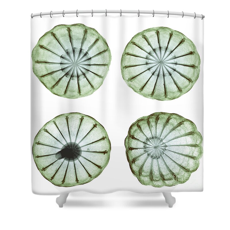 Science Shower Curtain featuring the photograph Opium Poppy Pods, X-ray #2 by Ted Kinsman