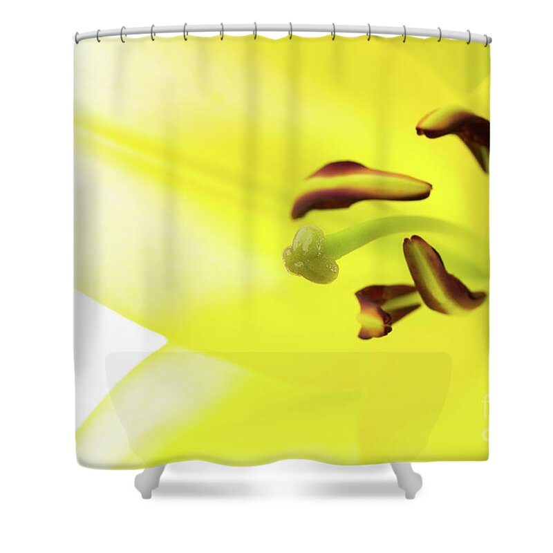 Abstract Shower Curtain featuring the photograph Oriental Lily Flower by Raul Rodriguez