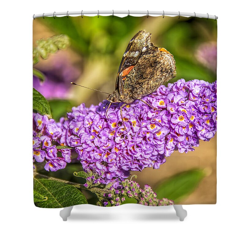 Painted Lady Shower Curtain featuring the photograph Painted Lady Butterfly #2 by LeeAnn McLaneGoetz McLaneGoetzStudioLLCcom