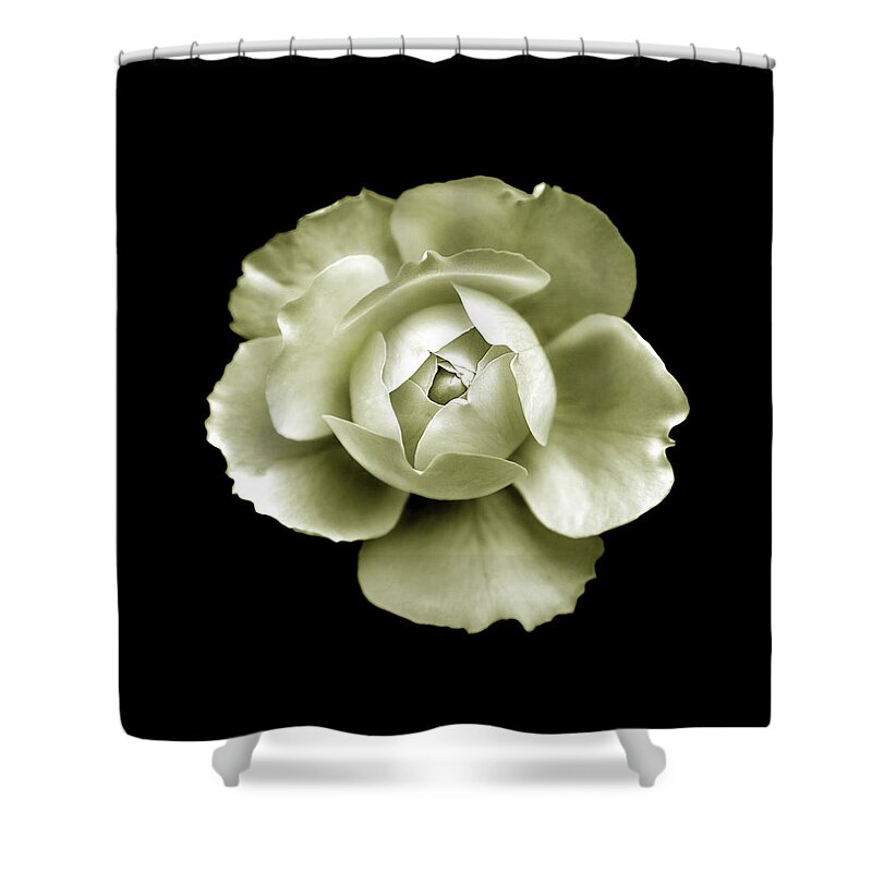 Charles Harden Shower Curtain featuring the photograph Peony #11 by Charles Harden