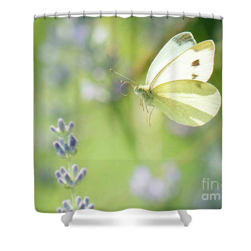 Europe Shower Curtain featuring the photograph Pieris brassicae, the large white, also called cabbage butterfly #2 by Amanda Mohler