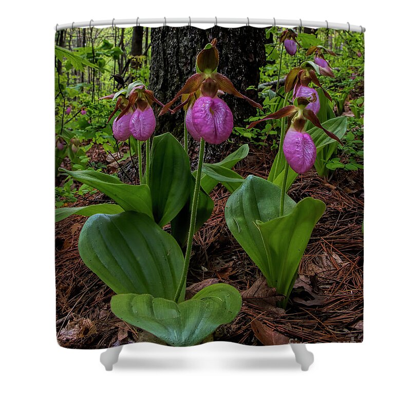 Pink Ladies Slipper Shower Curtain featuring the photograph Pink Ladies Slipper Patch #2 by Barbara Bowen