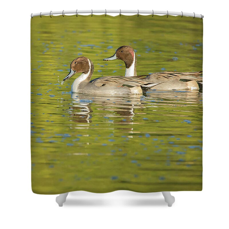Pintail Shower Curtain featuring the photograph Pintail Ducks #2 by Tam Ryan
