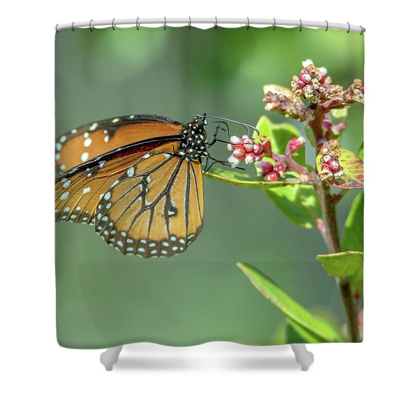 Queen Shower Curtain featuring the photograph Queen Butterfly #2 by Tam Ryan
