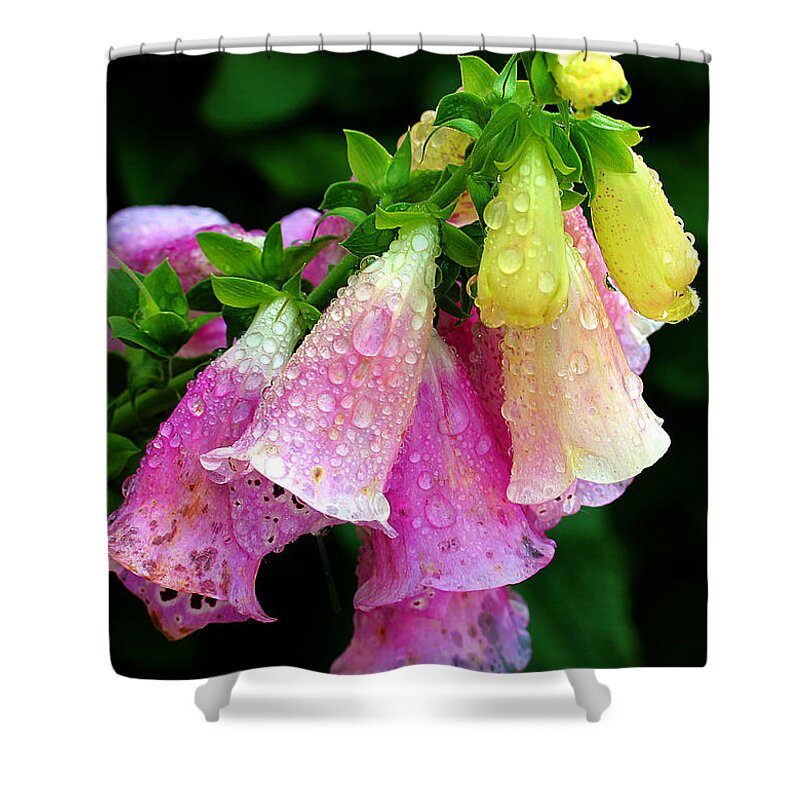 Foxgloves Shower Curtain featuring the photograph Raindrops #3 by Judi Bagwell