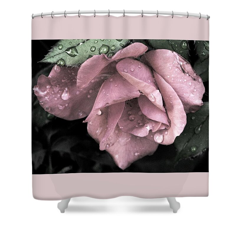 Mauve Roses Shower Curtain featuring the photograph Raindrops On Roses #2 by Angela Davies