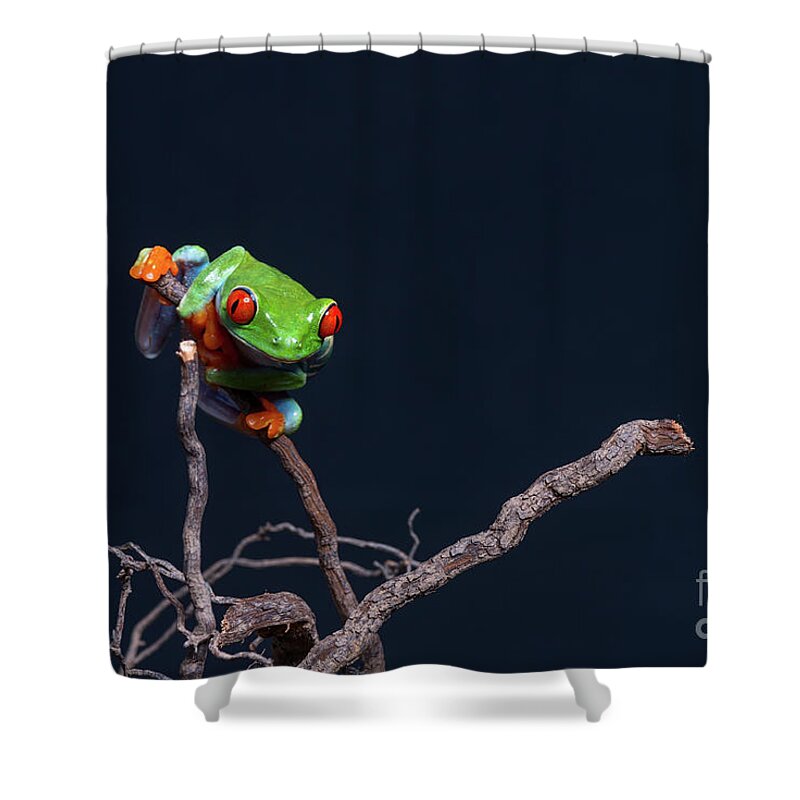 Frog Shower Curtain featuring the photograph Red eyed tree frog #2 by Les Palenik
