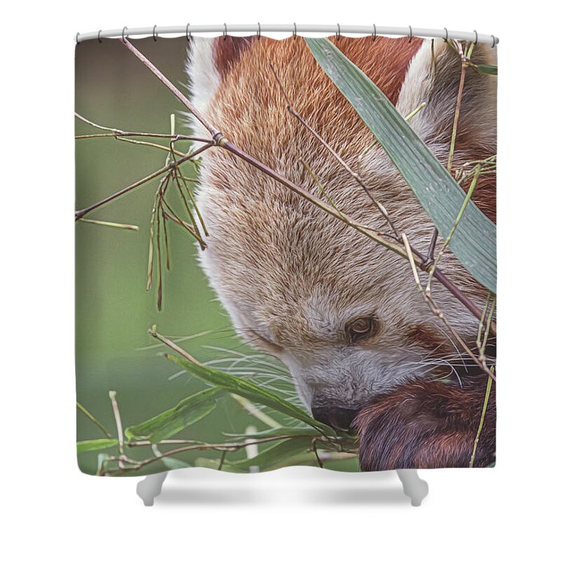 Red Panda Shower Curtain featuring the photograph Red Panda. #2 by Angela Aird