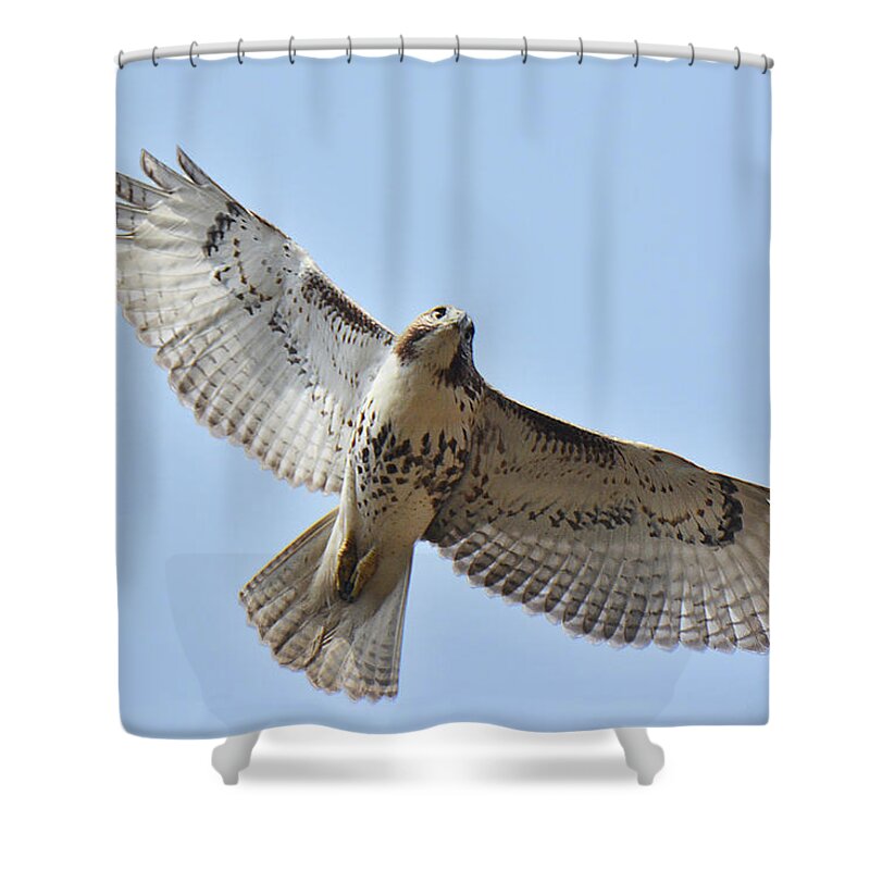 Bird Shower Curtain featuring the photograph Red-tailed Hawk #2 by Alan Lenk