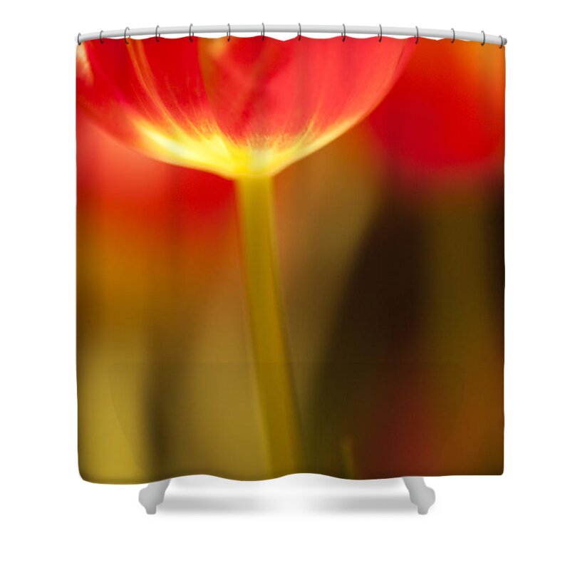 Tulip Shower Curtain featuring the photograph Red Tulips #1 by Heiko Koehrer-Wagner