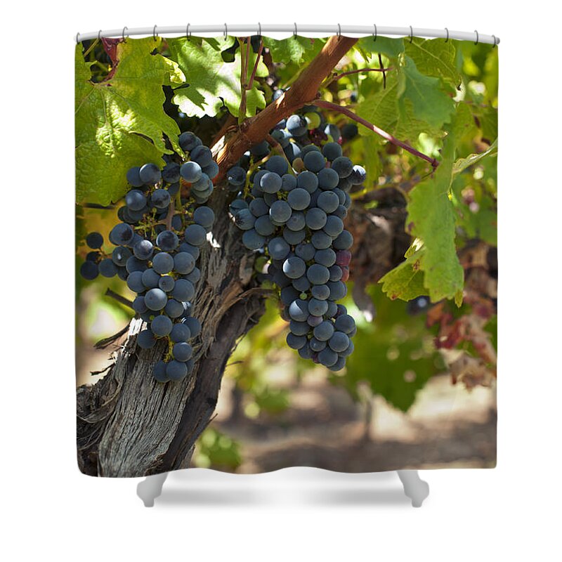 Agriculture Shower Curtain featuring the photograph Red Vines #2 by U Schade