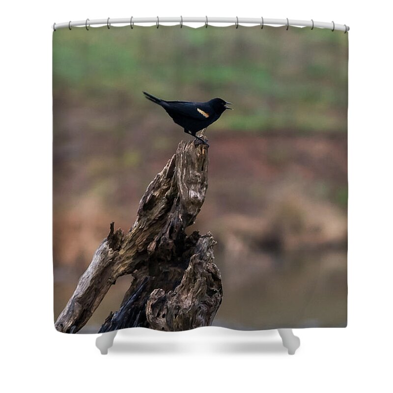 Jan Shower Curtain featuring the photograph Red-Winged Blackbird by Holden The Moment