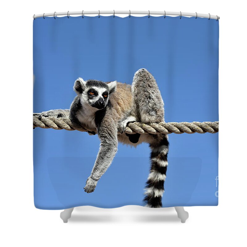Ring Tailed Lemur Shower Curtain featuring the photograph Ring Tailed Lemur #5 by George Atsametakis