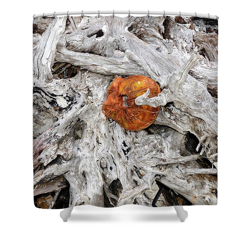 Coconut Shower Curtain featuring the photograph A golden find by David Lee Thompson