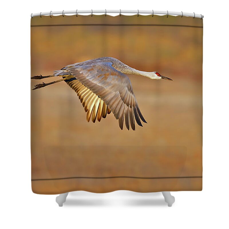 Sandhill Shower Curtain featuring the photograph Sandhill Crane in flight #3 by Gary Langley