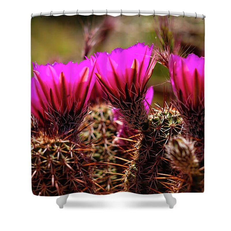 Arizona Shower Curtain featuring the photograph Sedona Cactus Flower #2 by Raul Rodriguez