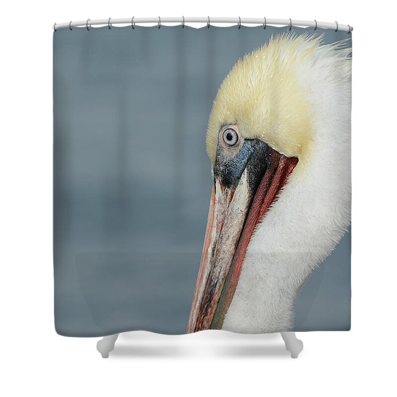 California Brown Pelican Shower Curtain featuring the photograph Simplicity #2 by Fraida Gutovich