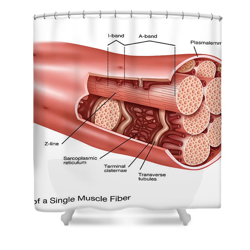 Science Shower Curtain featuring the photograph Single Muscle Fiber Structure #2 by Gwen Shockey