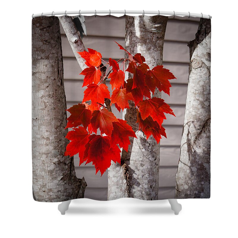 Leaves Shower Curtain featuring the photograph Some Red Leaves #2 by Ronda Broatch
