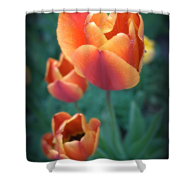 Orange Shower Curtain featuring the photograph Spring Tulips #2 by Nathan Abbott
