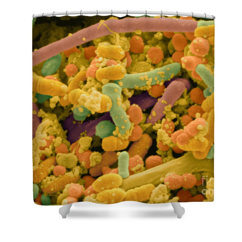 Cocci Shower Curtain featuring the photograph Streptococcus Pyogenes #2 by Scimat