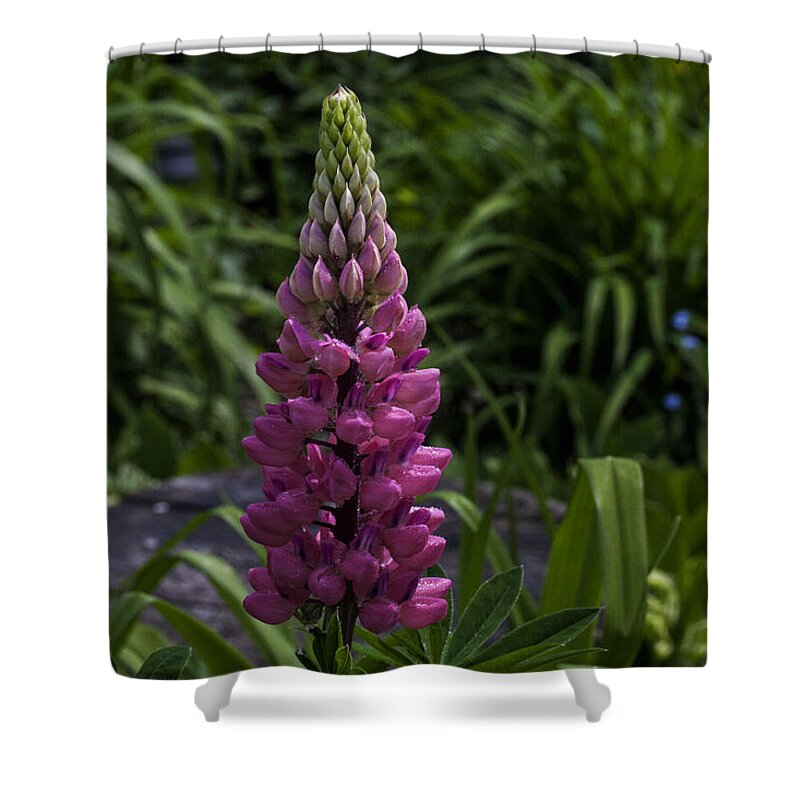 Delphinium Shower Curtain featuring the photograph Stretching #5 by Doug Norkum
