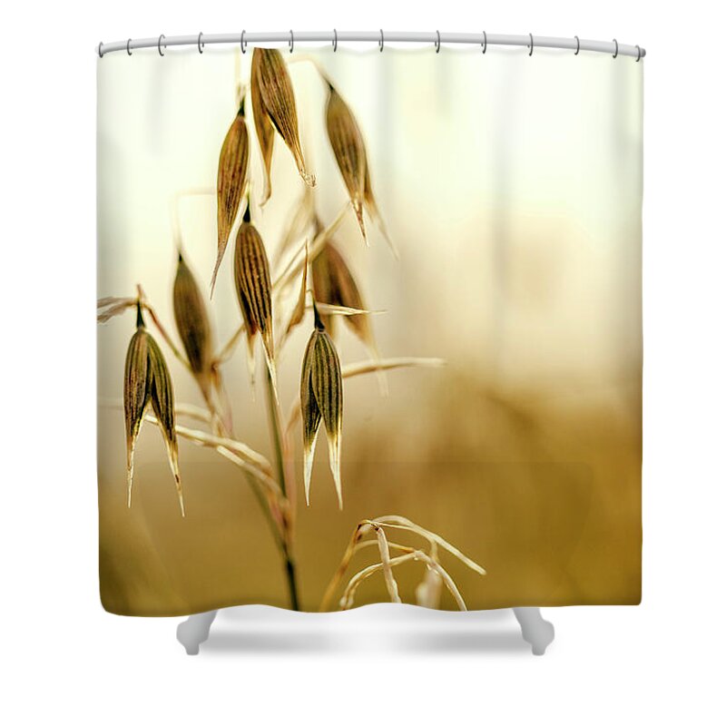 Oat Shower Curtain featuring the photograph Summer Oat by Nailia Schwarz