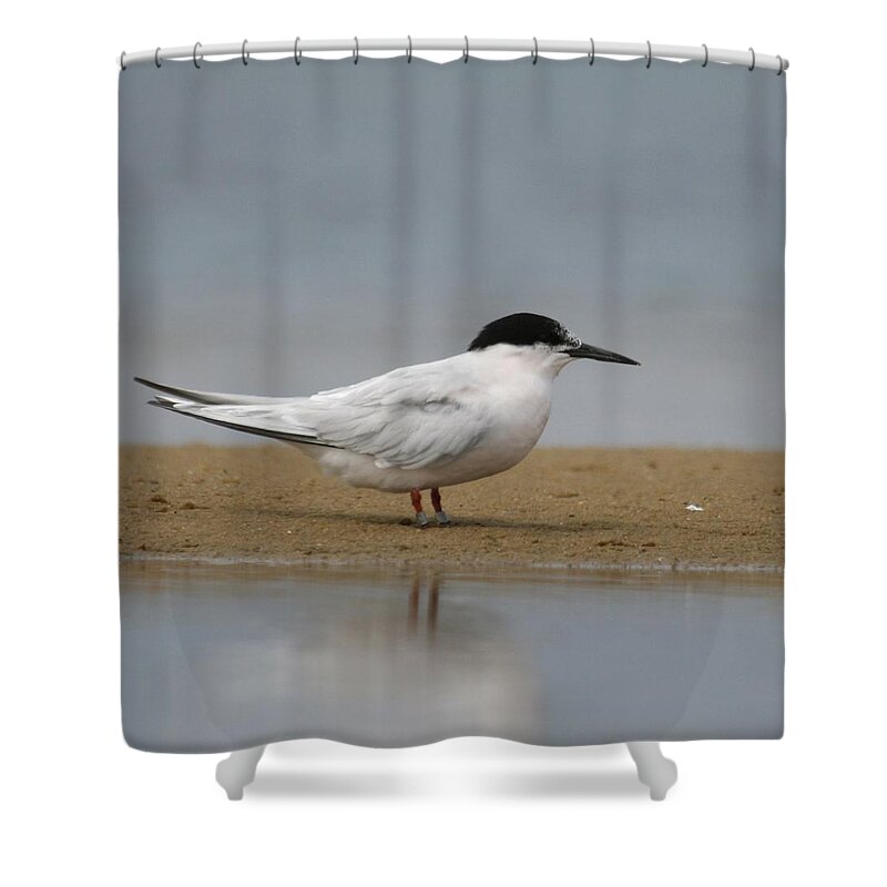 Tern Shower Curtain featuring the photograph Tern #2 by Jackie Russo