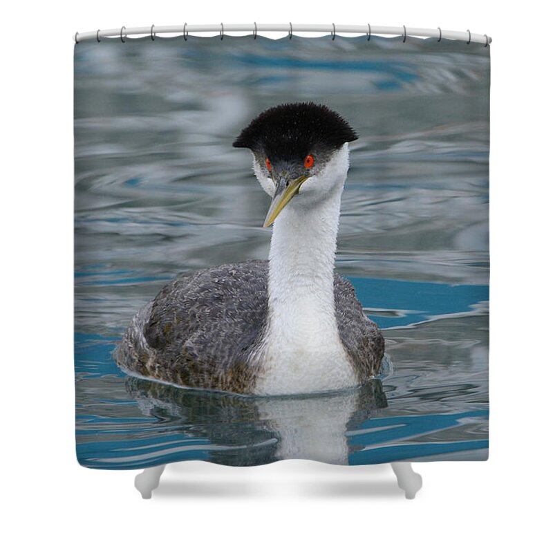 Western Grebe Shower Curtain featuring the photograph The Look #3 by Fraida Gutovich