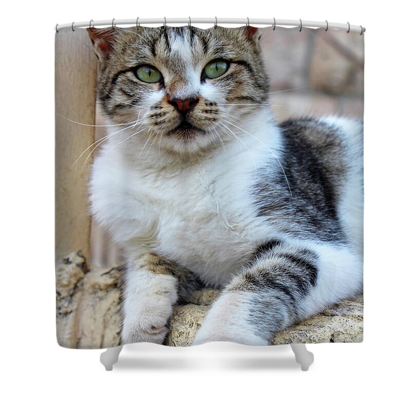 Cat Shower Curtain featuring the photograph The Wait #2 by Munir Alawi