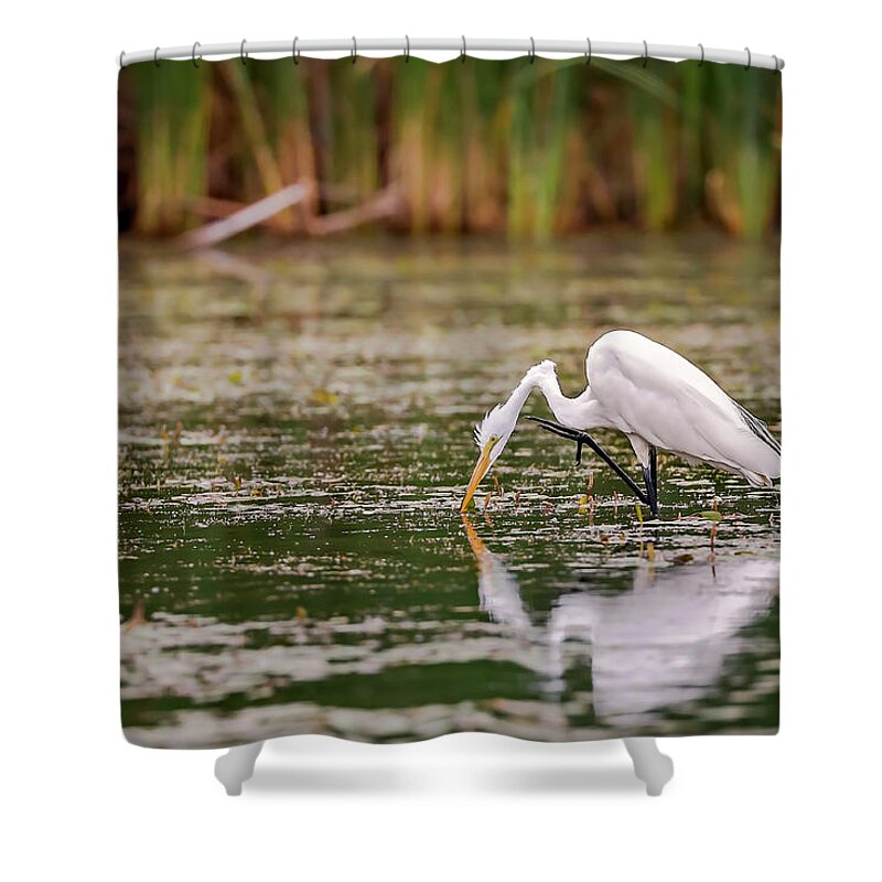 Animal Shower Curtain featuring the photograph White, Great Egret #2 by Peter Lakomy