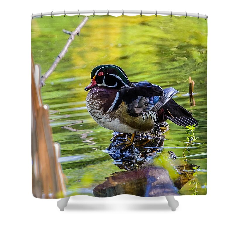 Wood Duck Shower Curtain featuring the photograph Wood Duck by Jerry Cahill
