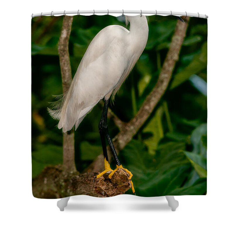 Christopher Holmes Photography Shower Curtain featuring the photograph White Egret by Christopher Holmes