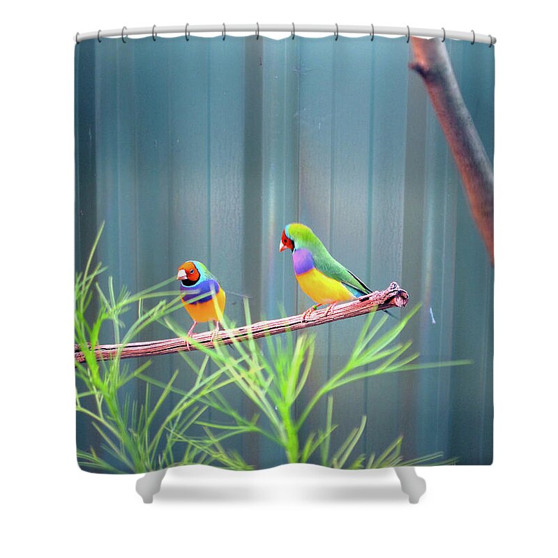 Lovebirds Shower Curtain featuring the photograph Aussie Rainbow Lovebirds by Kathy Corday