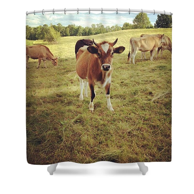 Cow Shower Curtain featuring the photograph Moo #2 by Salamander Woods Studio-Homestead