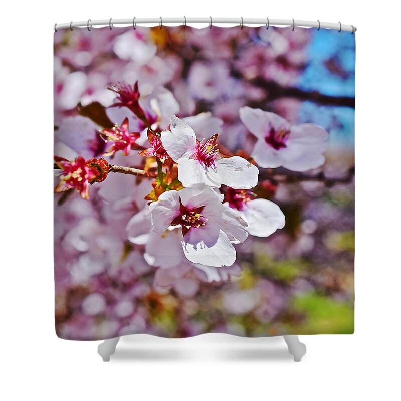 Cherry Blossoms Shower Curtain featuring the photograph 2015 Early Spring Cherry Blossoms 1 by Janis Senungetuk