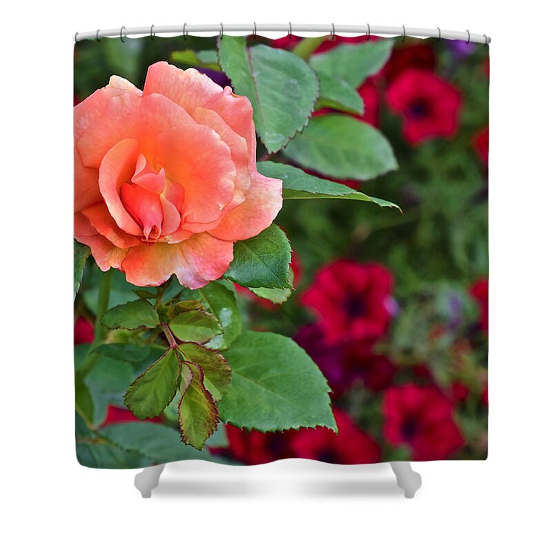 Rose Shower Curtain featuring the photograph 2015 Fall Equinox at the Garden Sunset Rose and Petunias by Janis Senungetuk