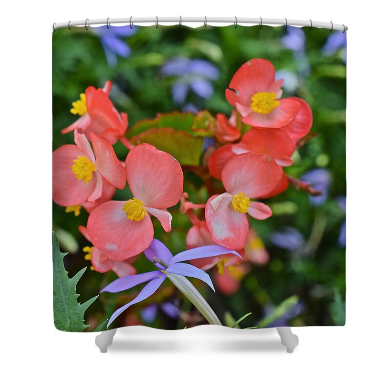 Begonias Shower Curtain featuring the photograph 2015 Mid September at the Garden Begonias 2 by Janis Senungetuk