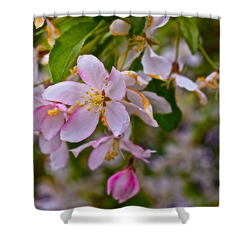 Crabapple Blossoms Shower Curtain featuring the photograph 2015 Spring at the Gardens White Crabapple Blossoms 1 by Janis Senungetuk