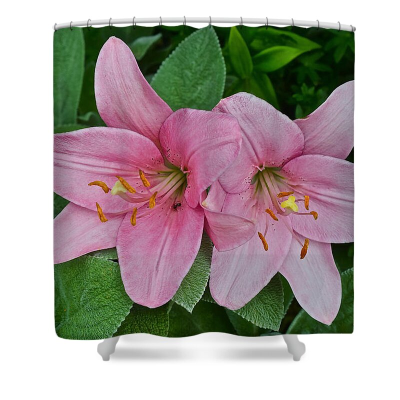 Asiatic Lilies Shower Curtain featuring the photograph 2015 Summer at the Garden Pink Lilies 1 by Janis Senungetuk