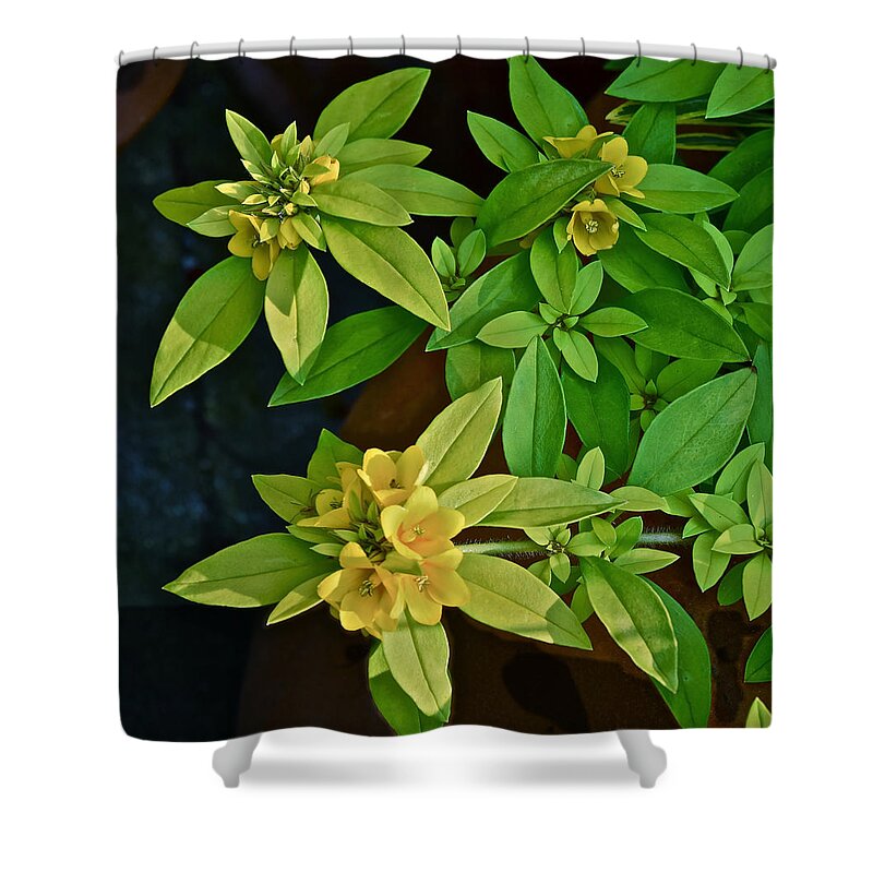 Flowers Shower Curtain featuring the photograph 2015 Summer at the Garden Yellow Flowers by Janis Senungetuk