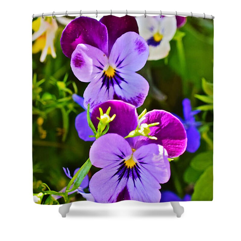 Pansies Shower Curtain featuring the photograph 2015 Summer's Eve at the Garden Pansy Totem by Janis Senungetuk