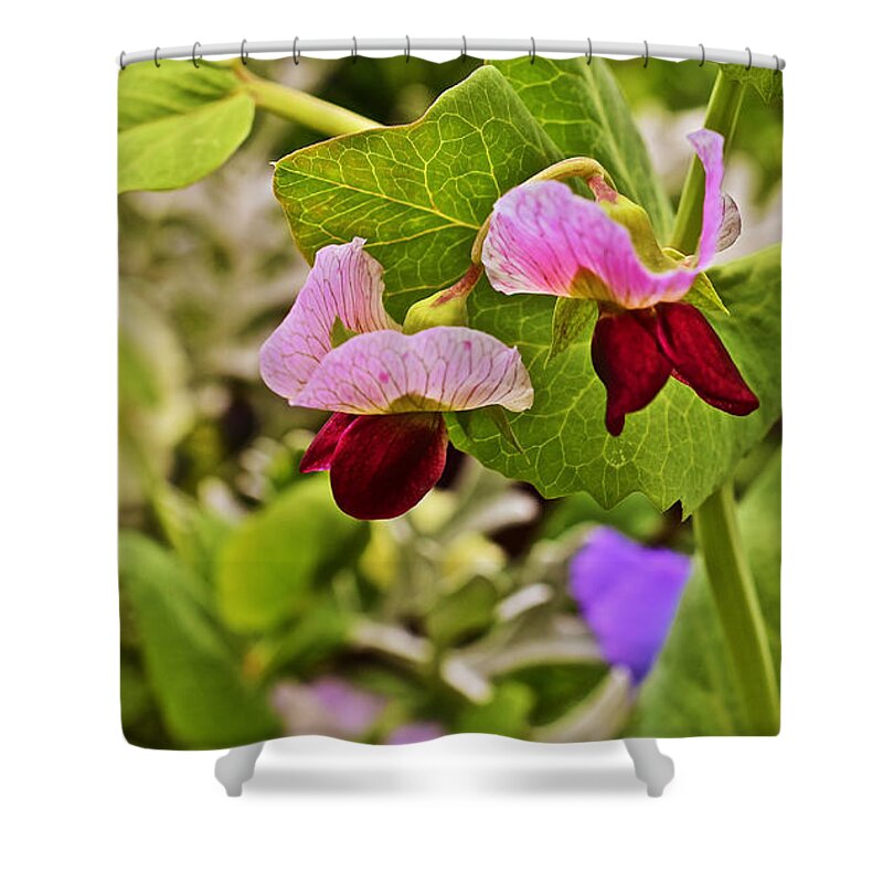 Sweet Peas Shower Curtain featuring the photograph 2015 Summer's Eve at the Garden Sweet Pea 2 by Janis Senungetuk