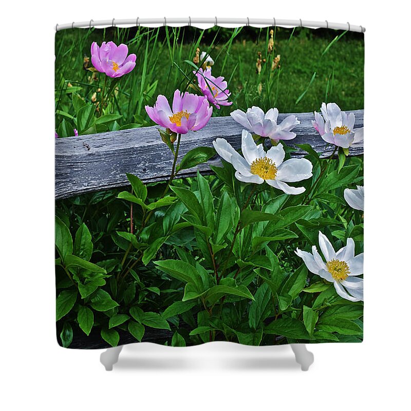 Peonies Shower Curtain featuring the photograph 2015 Summer's Eve Neighborhood Garden Front Yard Peonies 2 by Janis Senungetuk