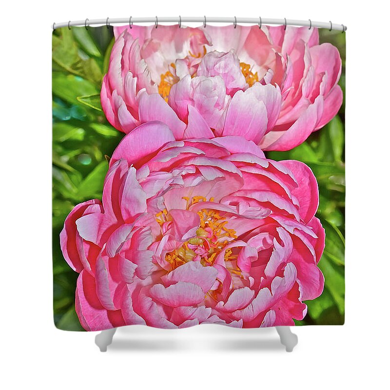 Peonies Shower Curtain featuring the photograph 2016 Early June Coral Supreme Peonies by Janis Senungetuk