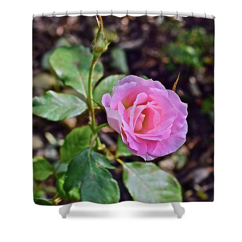 Rose Shower Curtain featuring the photograph 2016 Early October Rose by Janis Senungetuk